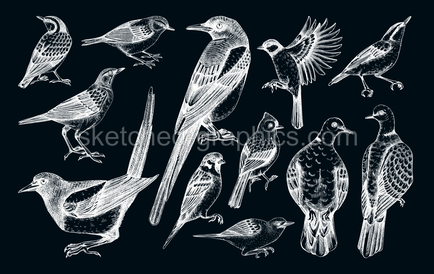Vector collection of hand-drawn birds illustrations in engraved style. Popular backyard birds - magpie, dove, sparrow, great tit isolated on chalkboard background. Detailed wildlife drawings set.  Illustration